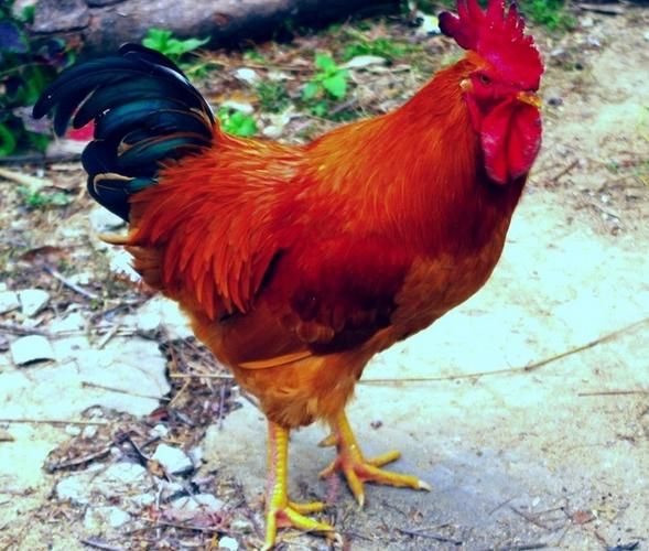 梦到挖地是什么意思_梦见挖土有什么预兆