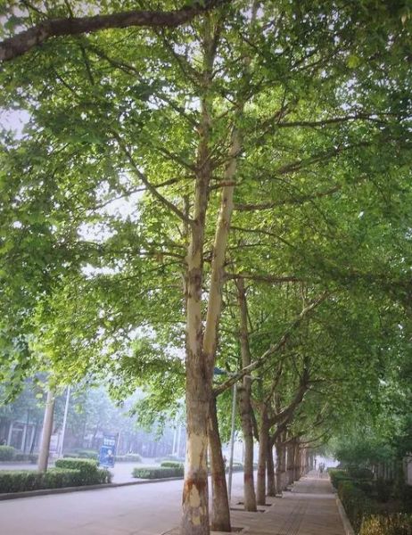 路边的风景树有哪些品种_怎么识别常见行道树