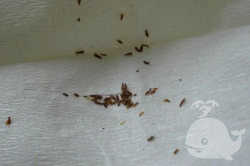 梦到头上长虱子是什么意思_头上长虱子梦境解析