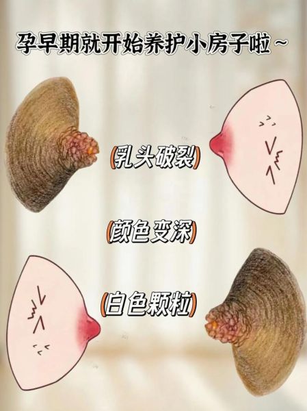 梦到乳头是什么意思_梦见乳头预示着什么