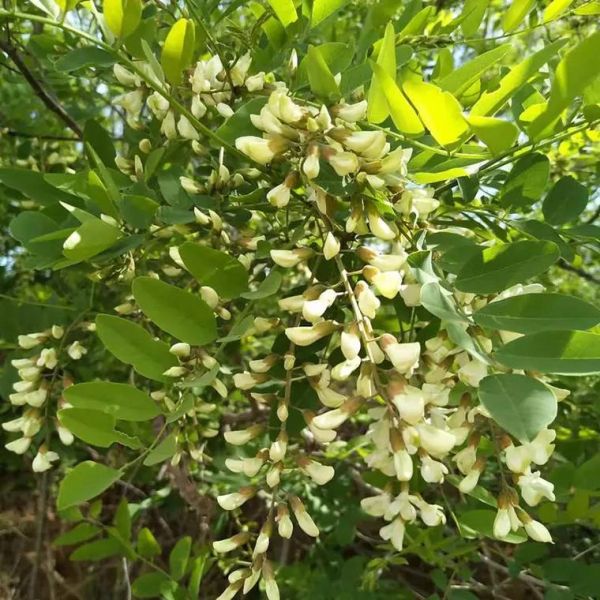 梦到摘槐花是什么意思_槐花梦境解析