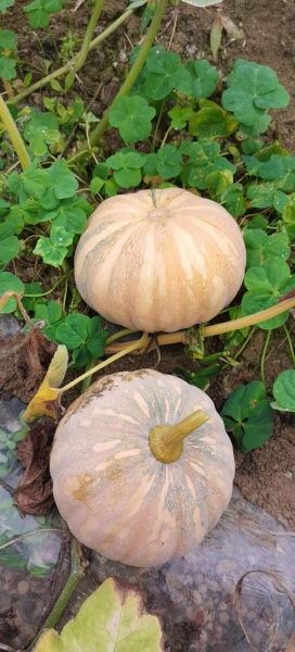 南瓜图片大全大图_南瓜品种高清图鉴