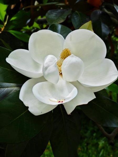 玉兰花图片大全_如何拍摄高清玉兰花