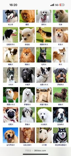 各种狗图片大全大图_高清大图哪里找