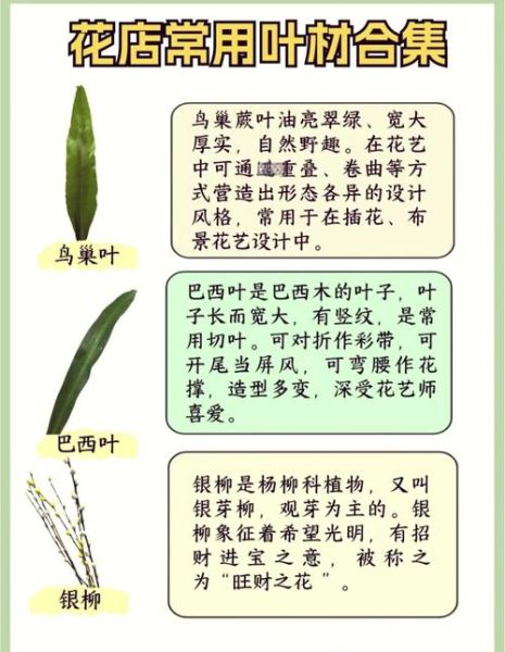 叶类花卉图片大全_如何识别常见品种