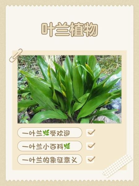 叶类花卉图片大全_如何识别常见品种