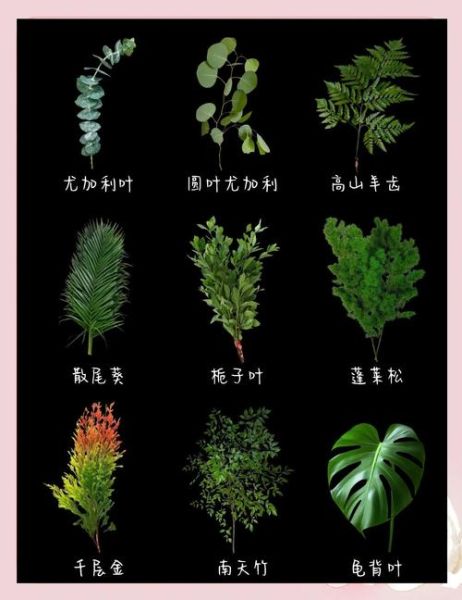 叶类花卉图片大全_如何识别常见品种