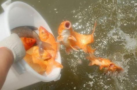 孕妇梦到大鱼是什么意思_孕妇梦见大鱼生男生女