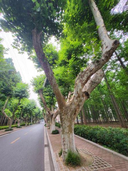 梧桐树图片大全_梧桐树长什么样子