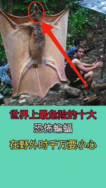 蝙蝠的图片大全_蝙蝠有哪些种类