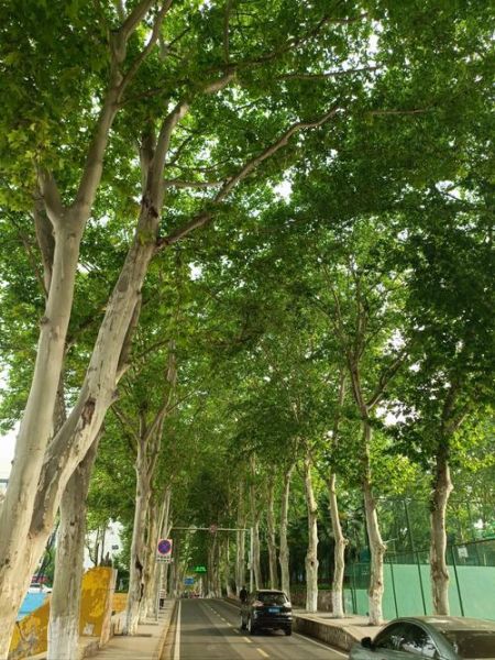 梧桐树图片大全_梧桐树长什么样子