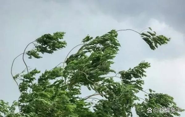 梦到刮大风是什么意思_梦见大风预示什么