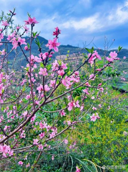 桃树图片大全大图_桃树高清图怎么拍