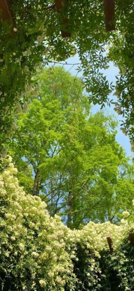 绿色背景图片大全_如何挑选高清绿色壁纸