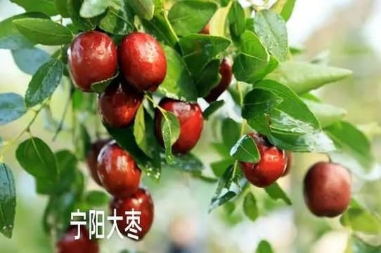 梦到好多枣是什么意思_梦见红枣周公解梦