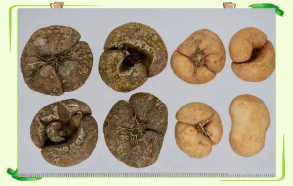 常见中药材图片大全_如何快速识别真假药材