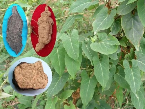 何首乌图片大全_何首乌长什么样