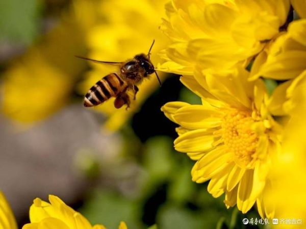 小蜜蜂图片大全_高清壁纸哪里找