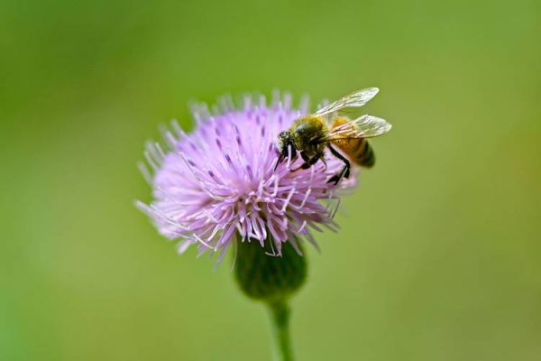 小蜜蜂图片大全_高清壁纸哪里找