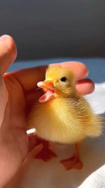小鸭子图片大全_如何挑选高清可爱图