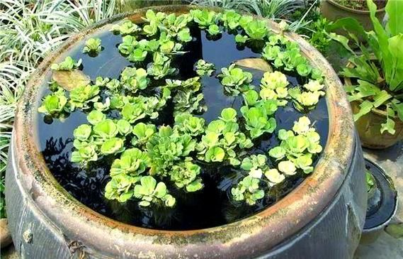 梦到水缸是什么意思_梦见水缸破了怎么办