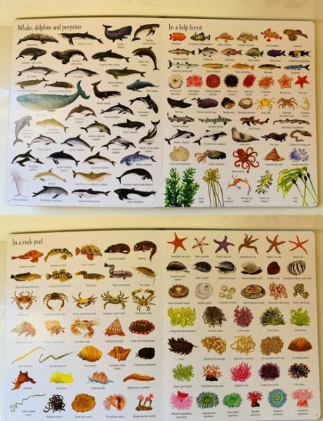 海洋生物大全图片_如何识别深海生物