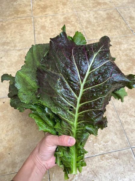 芥菜图片大全_芥菜品种怎么区分