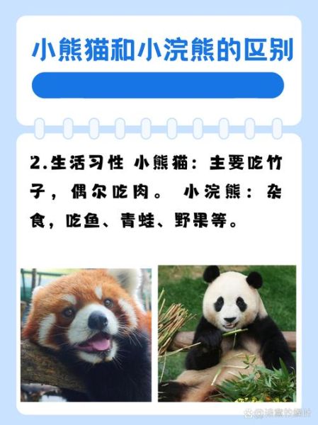 小熊猫图片大全_如何分辨小熊猫与浣熊