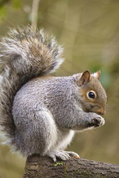 小松鼠图片大全_哪里可以找到高清小松鼠照片