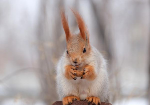 小松鼠图片大全_哪里可以找到高清小松鼠照片
