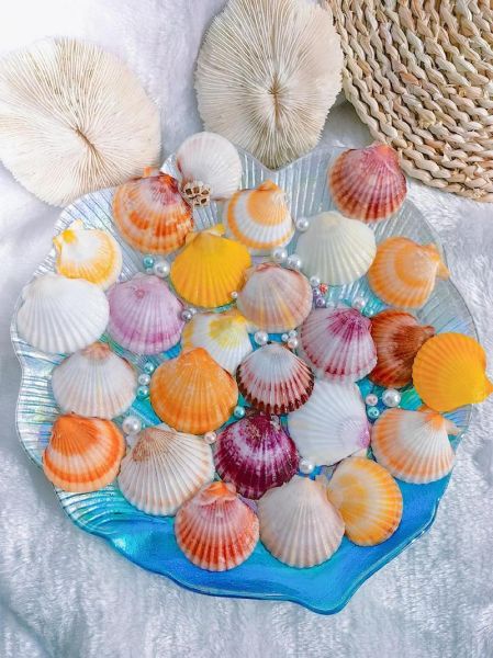 扇贝图片大全_扇贝种类怎么区分