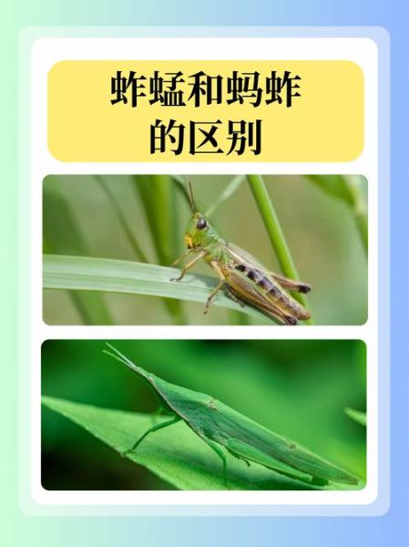 蝗虫图片大全_如何识别不同种类