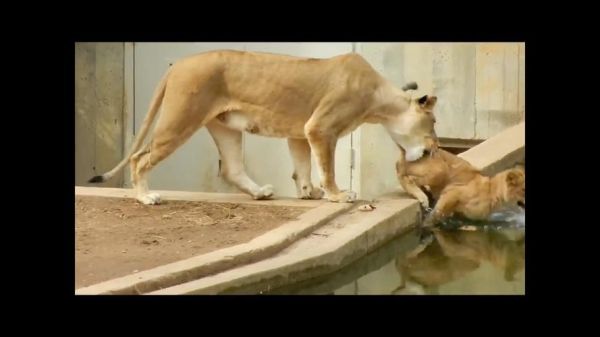 狮子宝宝性格特点_如何科学养育狮子宝宝