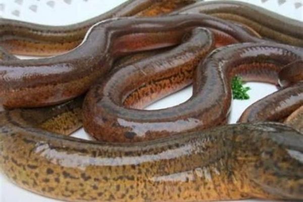 梦到很多泥鳅是什么意思_泥鳅梦境预示什么