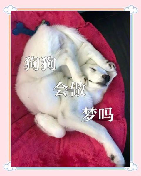 梦到宠物死了是什么意思_如何缓解梦境焦虑