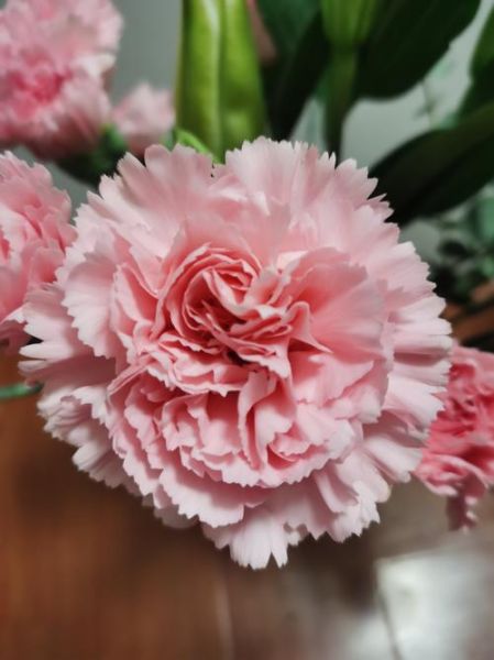 粉红康乃馨图片大全_粉红康乃馨花语是什么