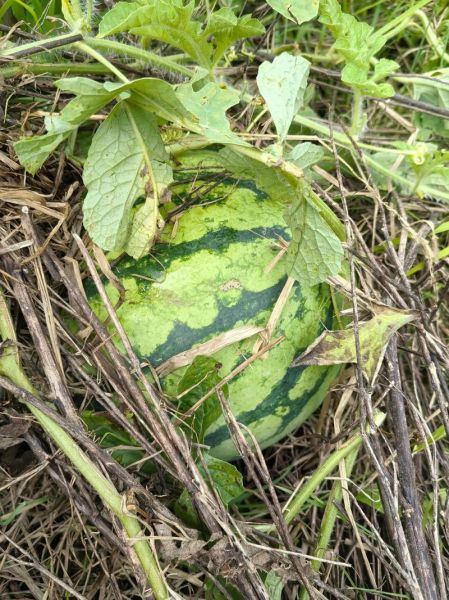 梦到摘瓜是什么意思_梦见摘瓜是吉兆吗