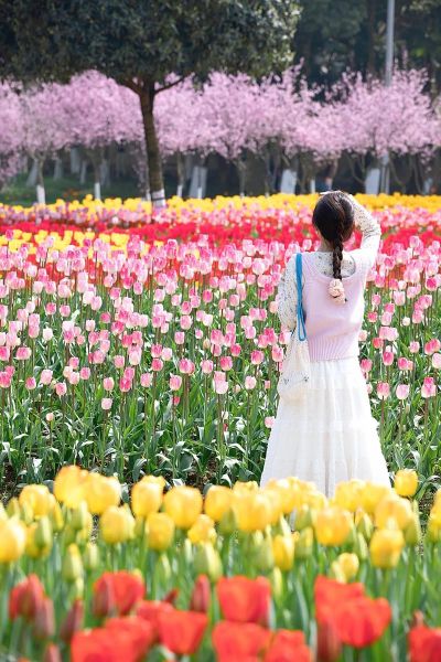 花景图片大全哪里找_如何拍摄花海大片