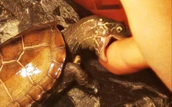 梦到乌龟咬我_梦见乌龟咬手是什么意思