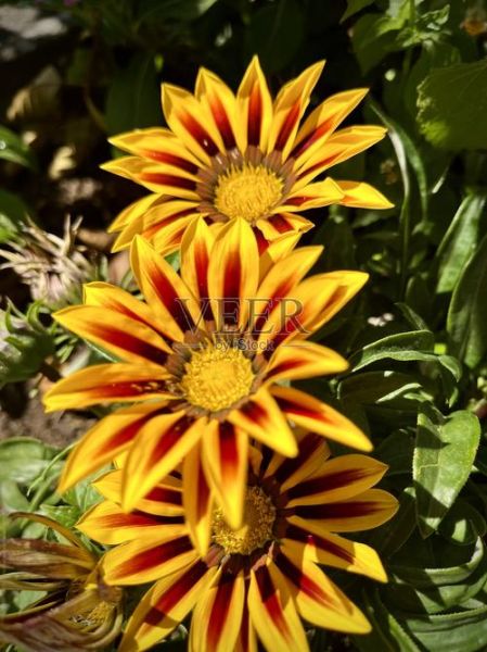 夏花图片大全哪里找_如何拍摄夏花特写