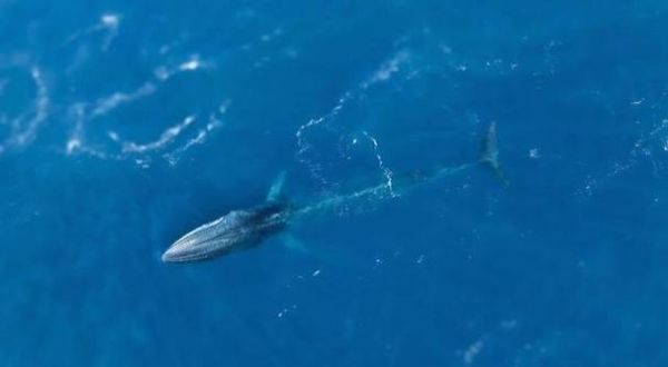 梦到大鲸鱼是什么意思_梦见鲸鱼代表什么