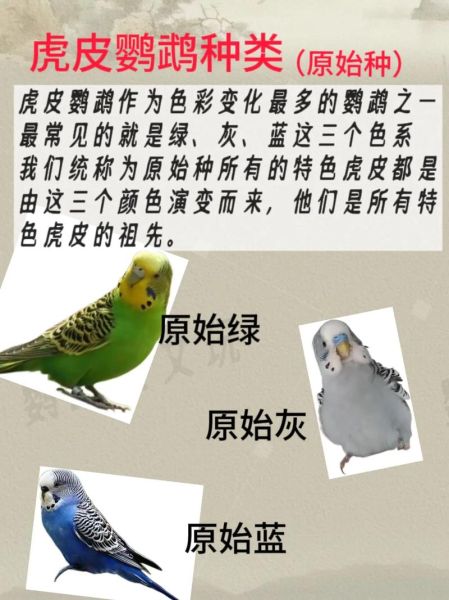 鹦鹉品种大全图片_如何挑选鹦鹉