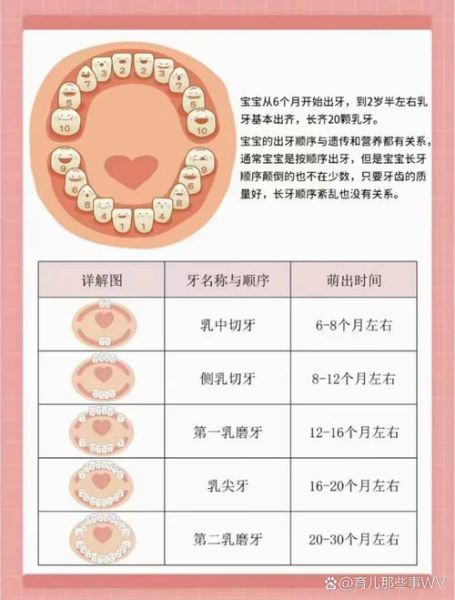 宝宝几个月出牙正常_乳牙萌出顺序