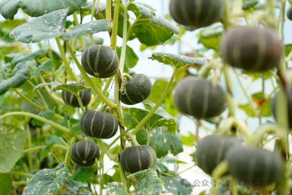 南瓜图片大全_高清壁纸哪里找