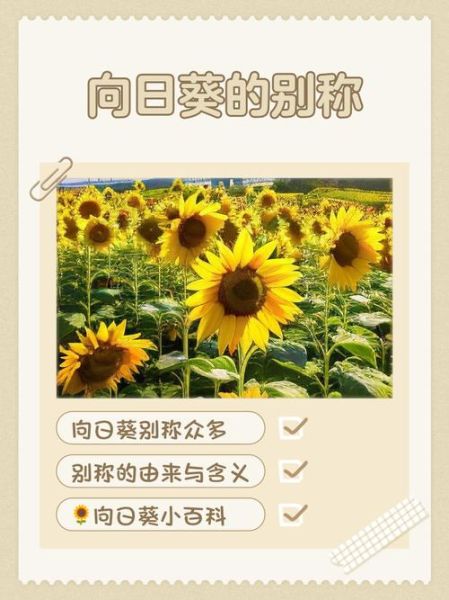 向日葵迅雷下载怎么用_向日葵迅雷下载安全吗