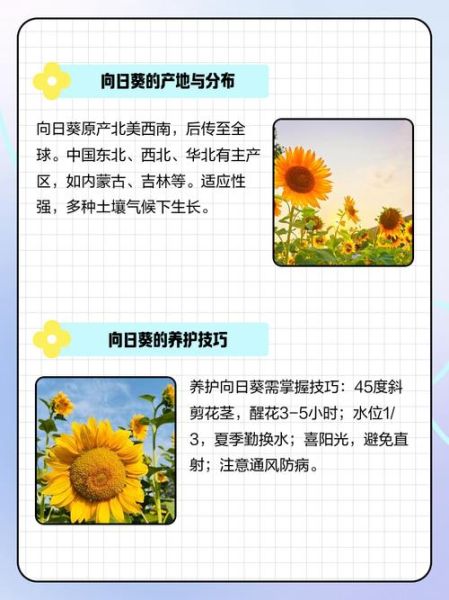 向日葵迅雷下载怎么用_向日葵迅雷下载安全吗