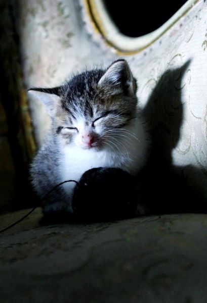 梦到猫是什么意思_梦见猫攻击我怎么办