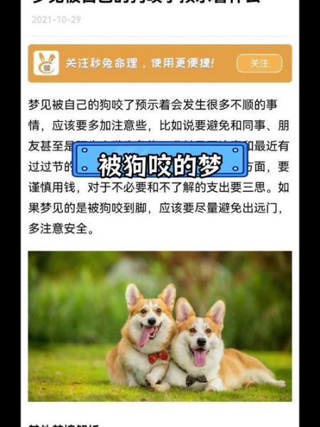 梦到一只狗是什么意思_梦见狗咬人怎么办