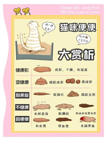梦到猫拉屎是什么意思_梦见猫大便好不好