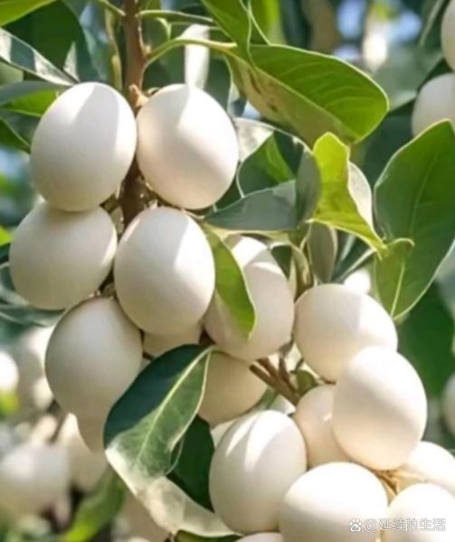 女人梦到绿色植物茂盛_预示着什么